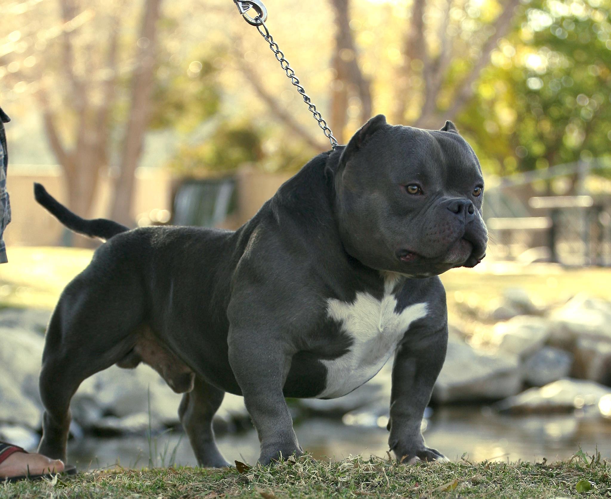 American Bully Micro Bully Exotic Pocket Extreme MICRO BULLY