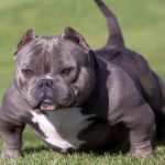 American Bully Micro Bully Exotic Pocket Extreme