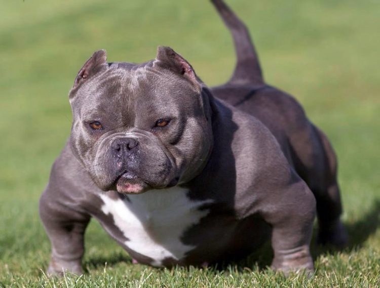 Micro Bully - Tudo sobre o American Bully Micro - Mini bully