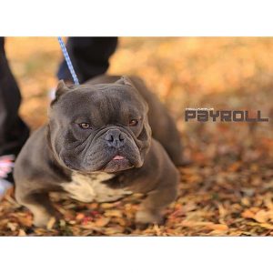 American-Bully-Micro-Bully-Exotic-Pocket-Extreme-photo-foto-imagem-video-019