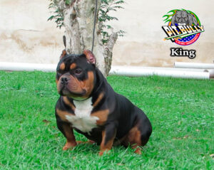 American Bully Micro