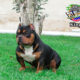 American Bully Micro