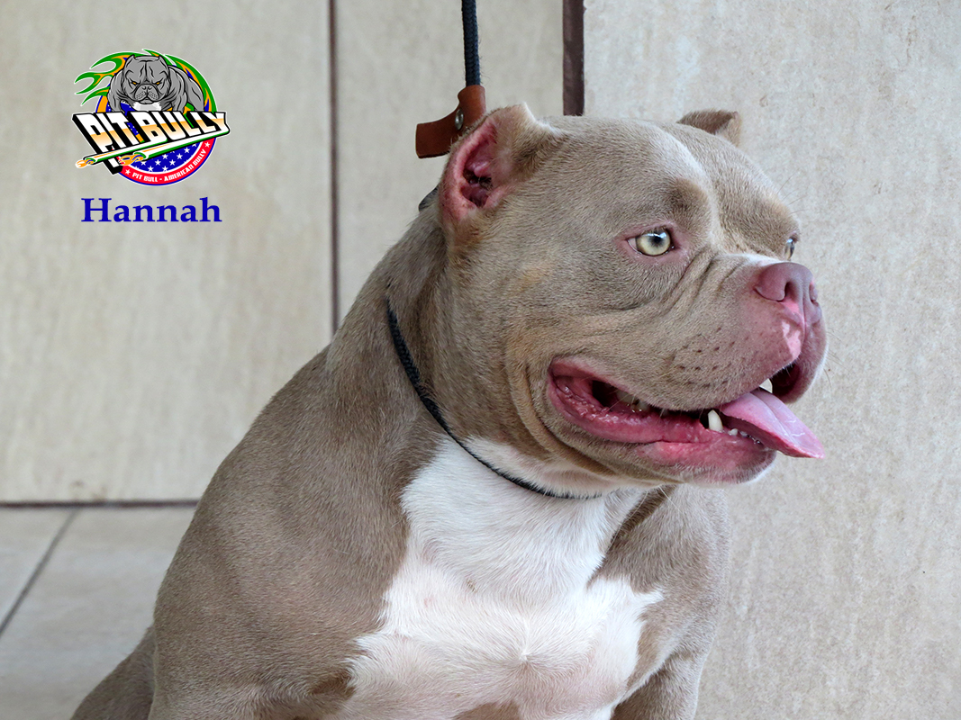 American Bully