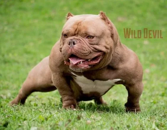 American Bully Micro American Bully Micro