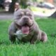 Características do American Bully micro
