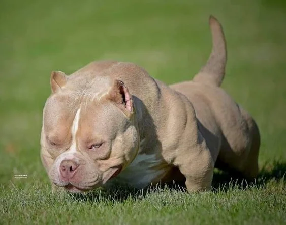 Problemas de saúde do american bully micro - MICRO BULLY