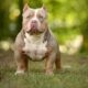 Temperamento do American Bully Micro
